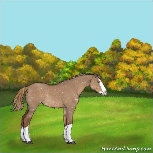 Horse Color:Liver Red Dun Splash Appaloosa Rabicano 