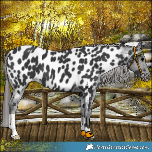 Horse Color:Black Appaloosa 