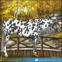 Horse Color:Black Appaloosa