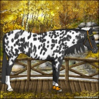 Horse Color:Black Appaloosa 