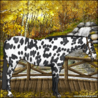 Horse Color:Black Near Leopard 