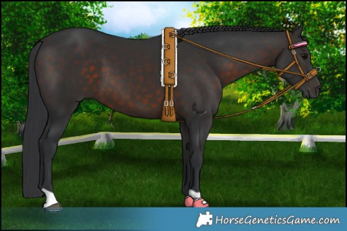 Horse Color:Brown 