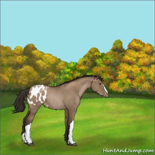 Horse Color:Gray Grullo Pearl Appaloosa Rabicano 