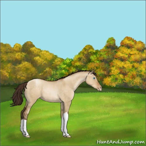 Horse Color:Gray Buckskin Pearl Dun Rabicano 