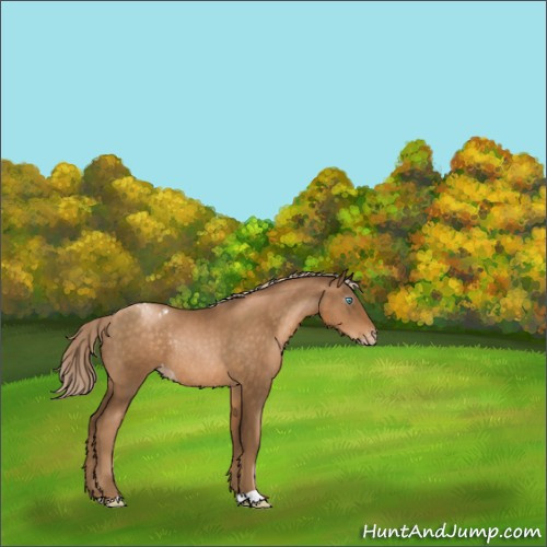Horse Color:Gray Chocolate Palomino Pearl Appaloosa Rabicano 