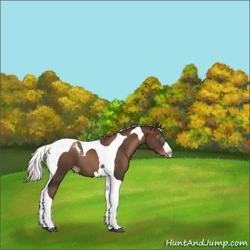 Horse Color:Gray Silver Black Pearl Tobiano 