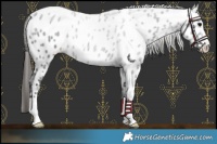 Horse Color:Black Appaloosa