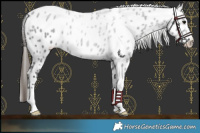 Horse Color:Black Near Leopard 