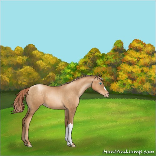 Horse Color:Gray Gold Cream Champagne Pearl Appaloosa 