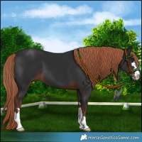 Horse Color:Liver Chestnut 