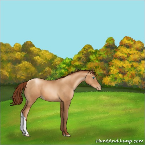 Horse Color:Gray Sable Champagne Pearl Appaloosa 