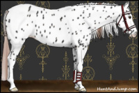 Horse Color:Liver Chestnut Sabino Leopard 