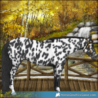Horse Color:Black Near Leopard 
