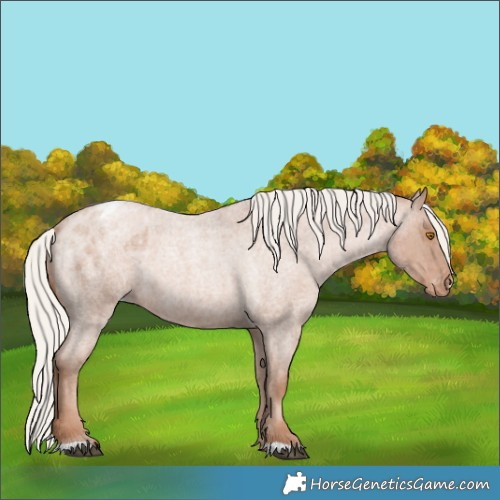 Horse Color:Silver Blue Roan Pearl Appaloosa 