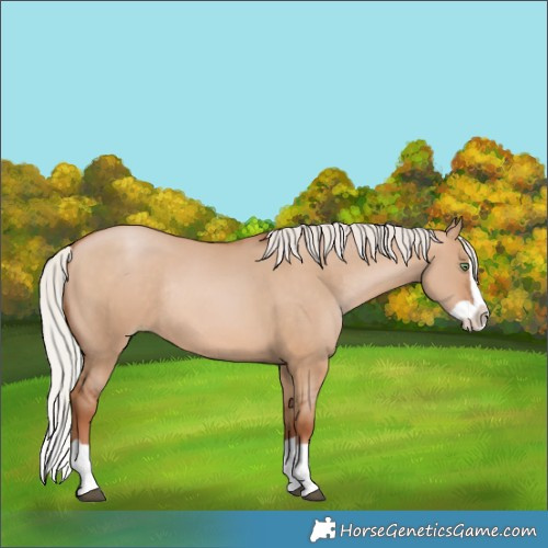 Horse Color:Silver Bay Pearl Dun Splash Rabicano 