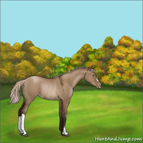 Horse Color:Gray Silver Brown Pearl Dun Appaloosa Rabicano 