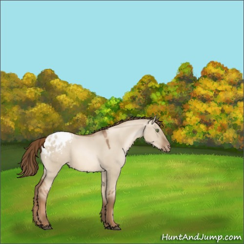 Horse Color:Liver Red Dun Pearl Appaloosa Rabicano 