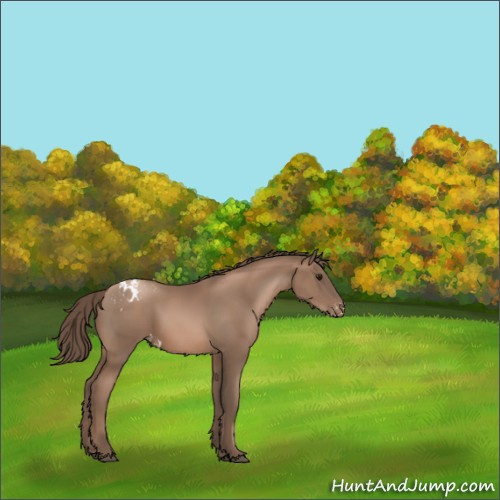Horse Color:Black Pearl Appaloosa 