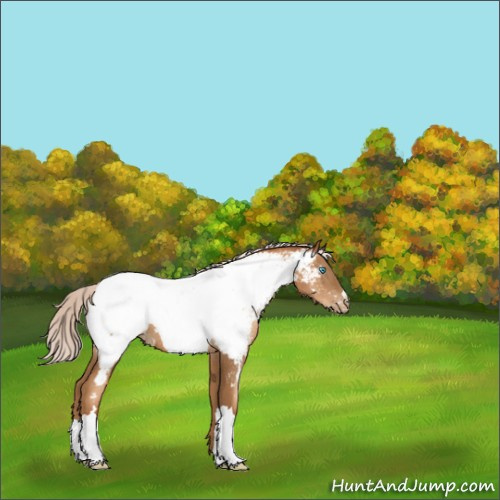 Horse Color:Gray Silver Sable Champagne Pearl Appaloosa Rabicano 