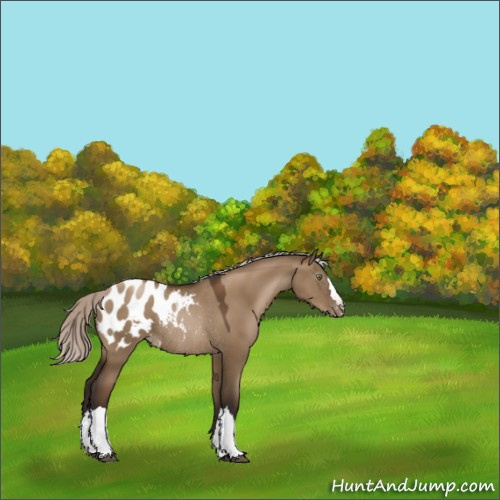 Horse Color:Gray Silver Grullo Pearl Appaloosa Rabicano 
