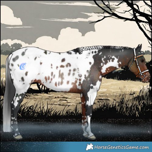 Horse Color:White Spotted Brown Appaloosa Rabicano 