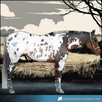 Horse Color:White Spotted Brown Blanket Rabicano 