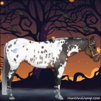 Horse Color:White Spotted Brown Appaloosa Rabicano 