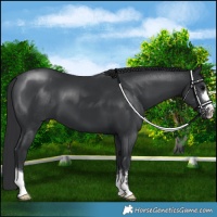 Horse Color:Black 