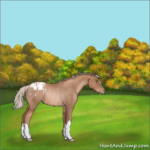 Horse Color:Silver Black Pearl Appaloosa Rabicano 