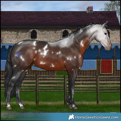 Horse Color:White Spotted Brown 