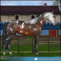 Horse Color:White Spotted Brown 