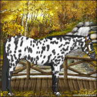 Horse Color:Black Near Leopard
