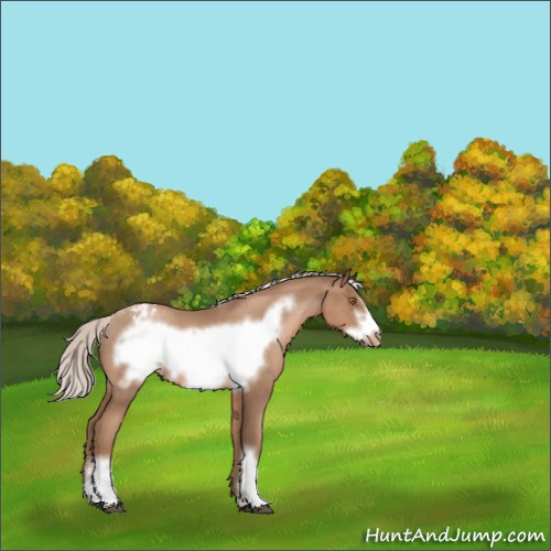 Horse Color:Silver Blue Roan Pearl Frame Appaloosa 