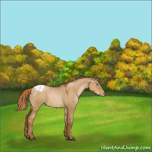 Horse Color:Gray Red Dun Pearl Appaloosa Rabicano 