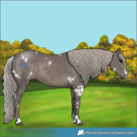 Horse Color:White Spotted Silver Black 