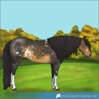Horse Color:White Spotted Buckskin 