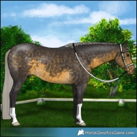 Horse Color:Silver Buckskin 