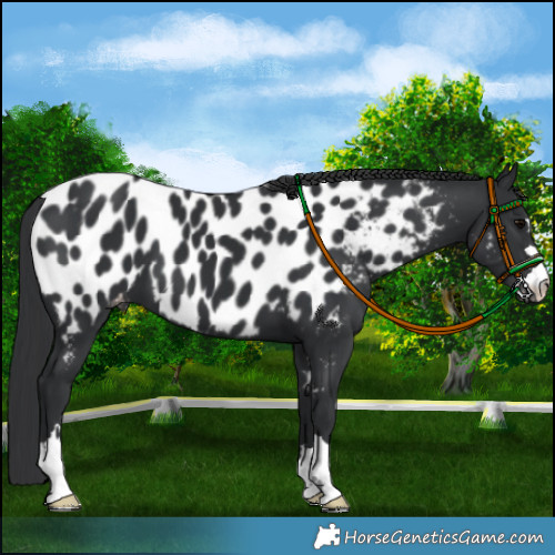 Horse Color:Black Appaloosa 