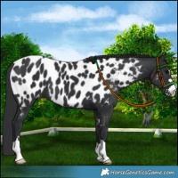 Horse Color:Black Near Leopard 