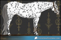 Horse Color:Black Appaloosa Rabicano 