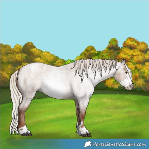 Horse Color:Gray Silver Blue Roan Pearl Frame Appaloosa 