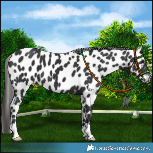 Horse Color:Black Appaloosa 