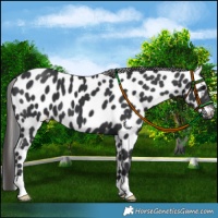 Horse Color:Black Appaloosa 