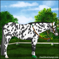 Horse Color:Black Appaloosa