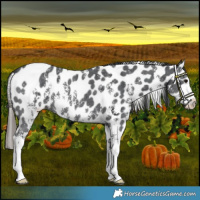 Horse Color:Black Sabino Leopard