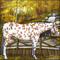 Horse Color:Bay Leopard 