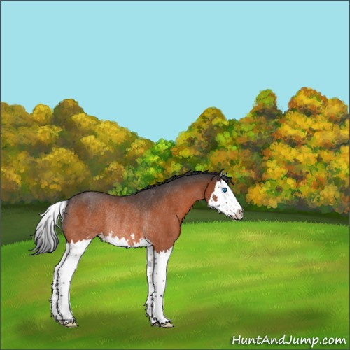Horse Color:Bay Roan Splash Rabicano 