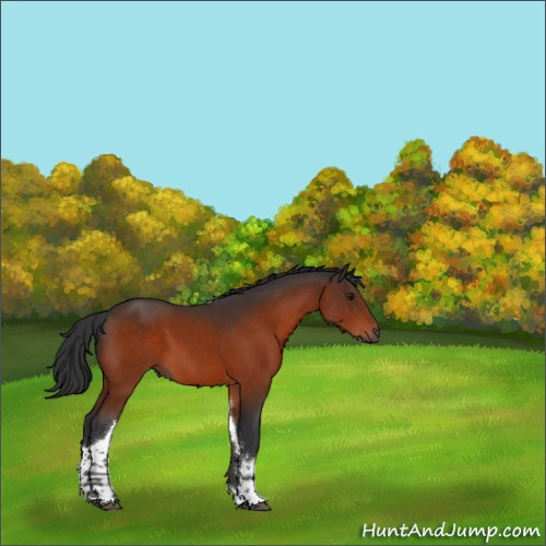 Horse Color:Brown Tobiano 
