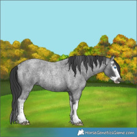 Horse Color:Blue Roan Splash Rabicano 