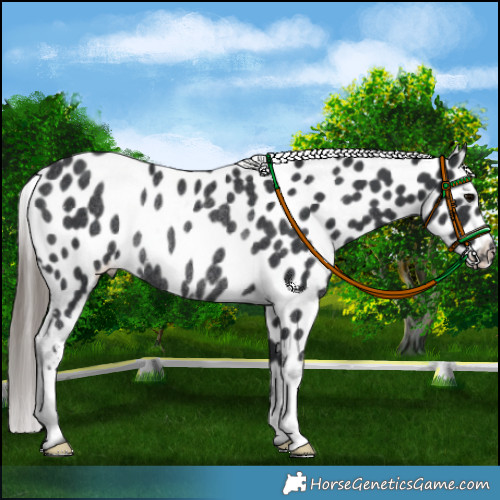 Horse Color:Black Appaloosa Rabicano 